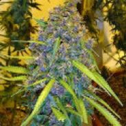 Kush