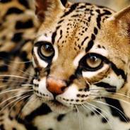 Ocelote
