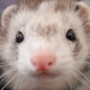 Ferrets