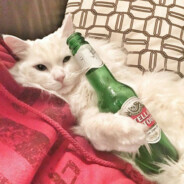 月光下的狼