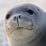 Seal