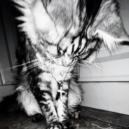 lunne