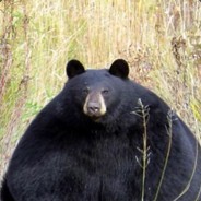 bear