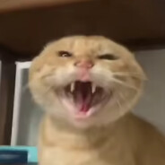 耄耋