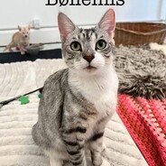 BølleMis