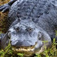 Andy the Alligator