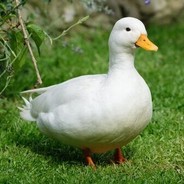 ProDuck