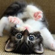 Mr.MittenKitten