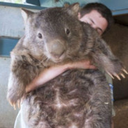 The Combat Wombat