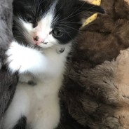 jakey dreamer
