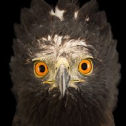 KRAGEN