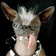 Vape? No, chihuahua