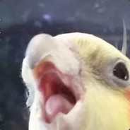 anger birb