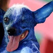 BlueDog