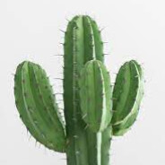 Kactiii