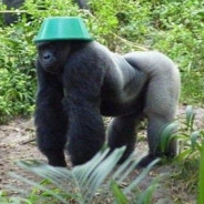 gorilla nip