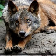 Howler