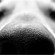 sniffer