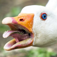 Goose