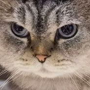 大肥猫