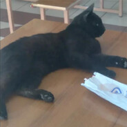 KEDİMİN ADI NECATITR0N