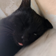 P.P