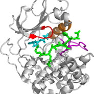 kinase
