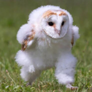 Owly