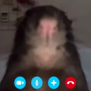 zhitel'