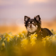FlowerTeddy