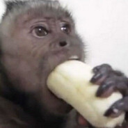 Macaco do Pix ❖