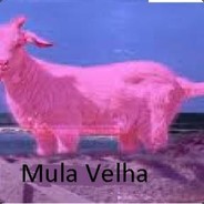 Mula Velha