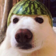 Top Dog