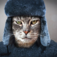 god. РУССКИЙ КОТ