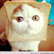 rotikucing