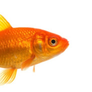 Strange man has a fish