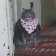 [PP]KatzeCUMpff