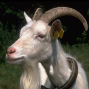 Geden