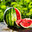 Group Avatar
