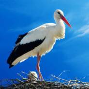 Polski Storch