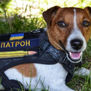 Пес Патрон