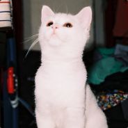 Sopelka