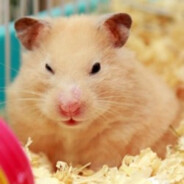 hamstero