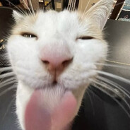 Cat that is invading Ur PC