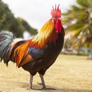EL GWAPO