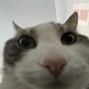 gadigadao
