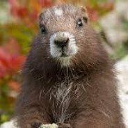 marmot