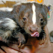 Kurwa Skunks