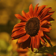 orange peel