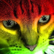 Gato Makonha